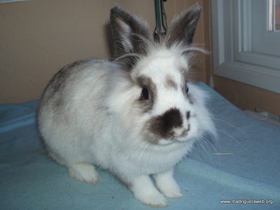 Adopción conejo Ilse